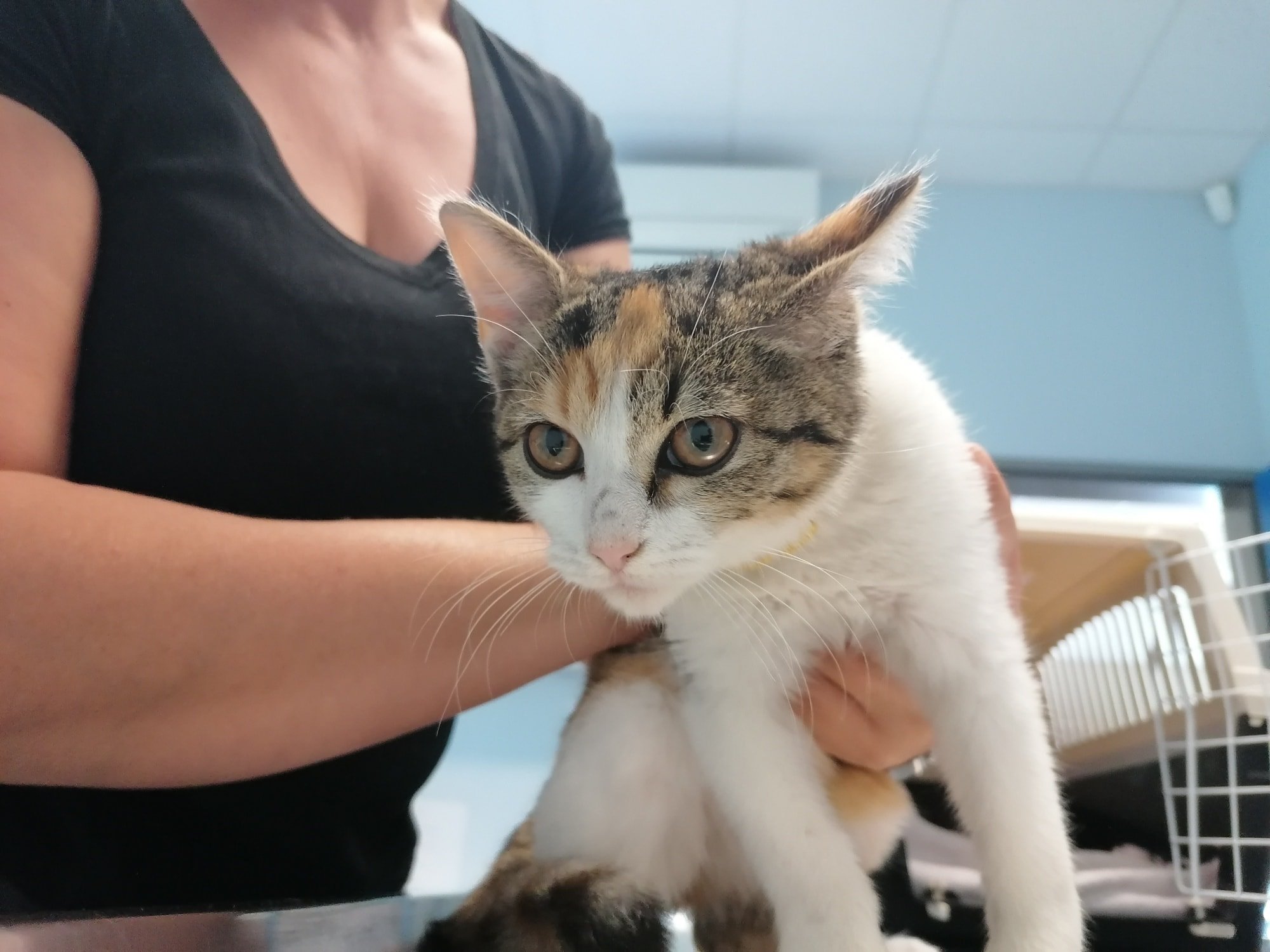 Mačka v oskrbi na Veterinarski postaji Sevnica